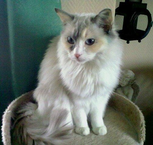 Ragdoll Misja billede 10