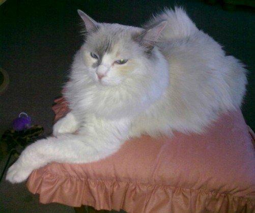 Ragdoll Misja billede 11