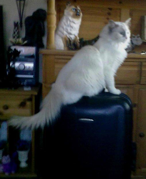 Ragdoll Misja billede 12