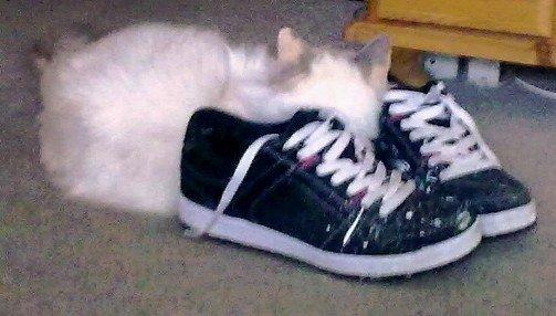 Ragdoll Misja billede 13