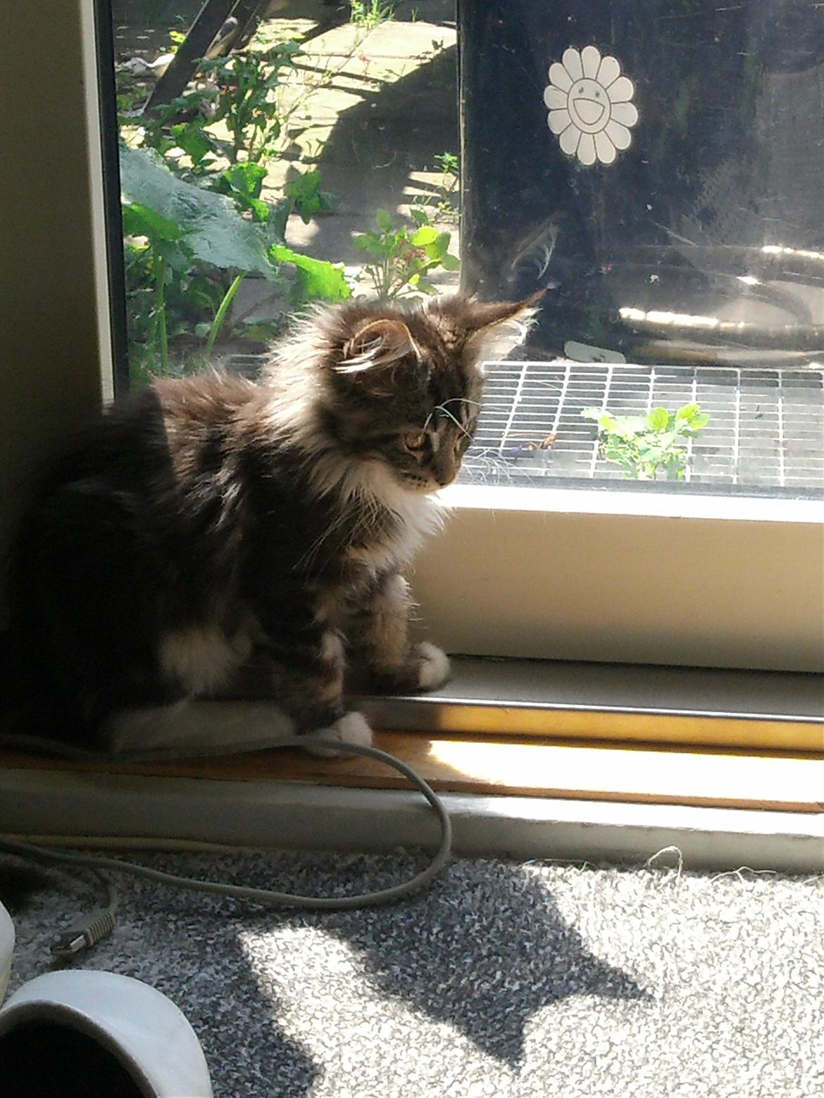 Maine Coon Duchess billede 10