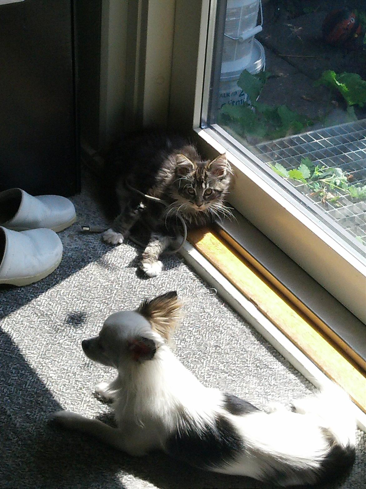 Maine Coon Duchess billede 11