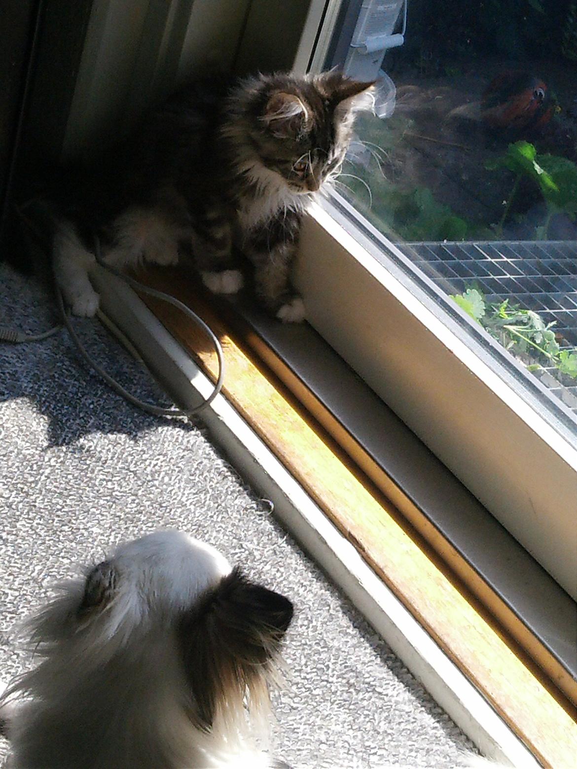 Maine Coon Duchess billede 12