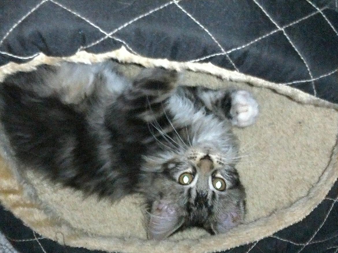 Maine Coon Duchess billede 13