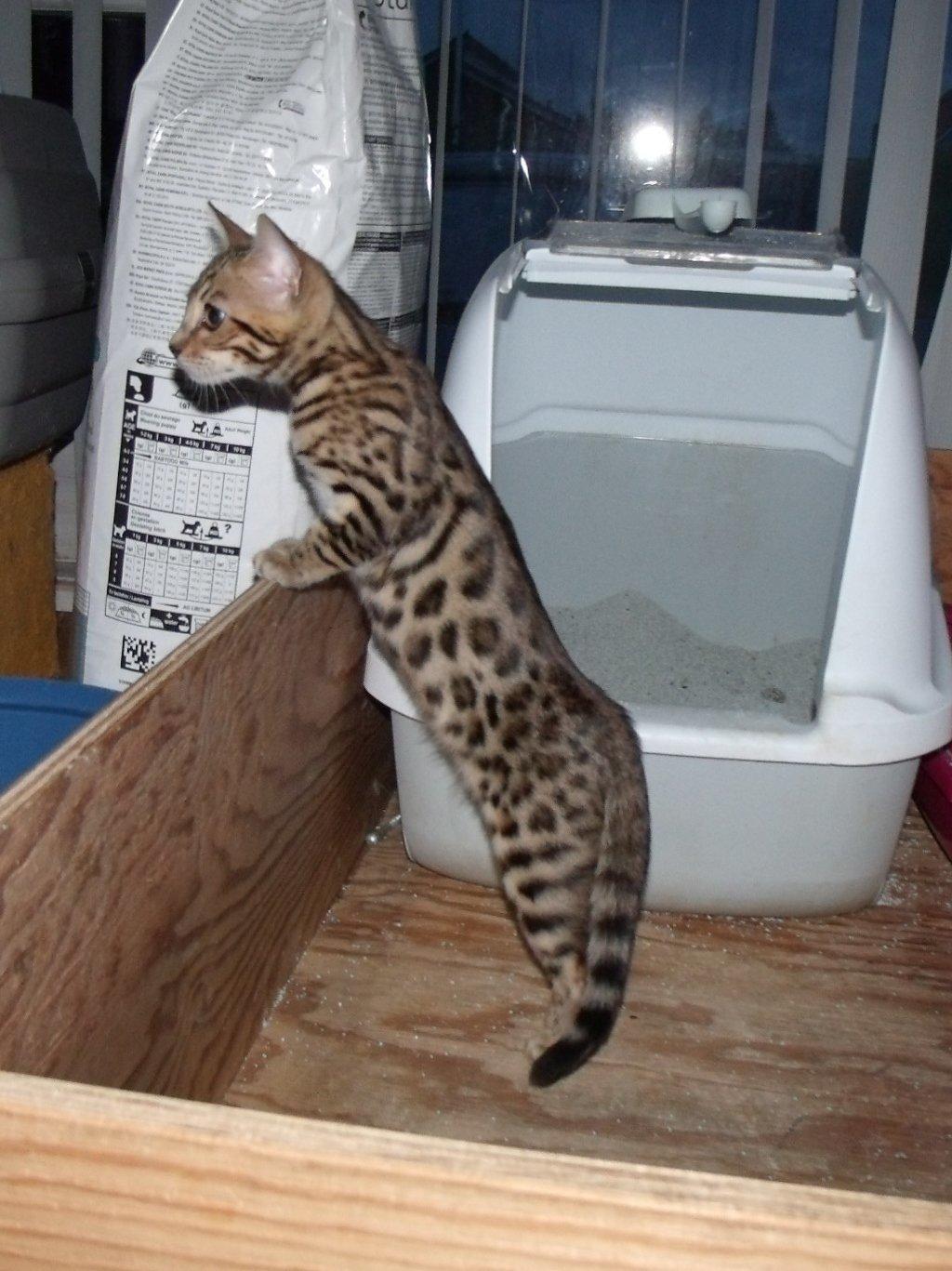 Bengal Lank`s Vanilla billede 3