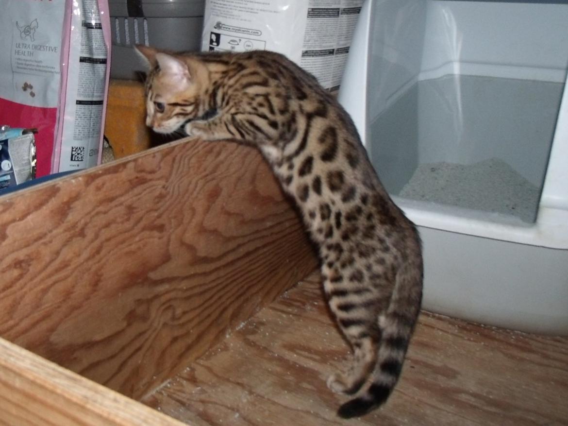 Bengal Lank`s Vanilla billede 4