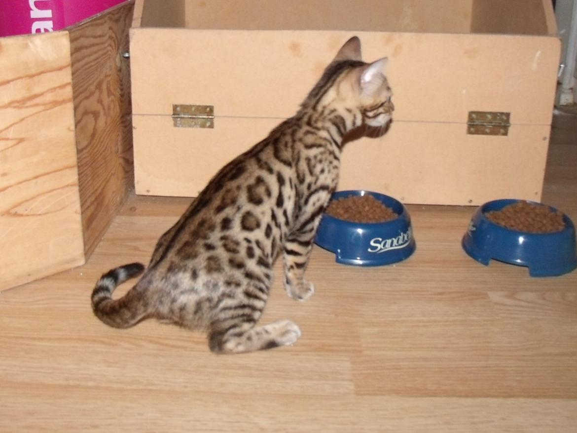 Bengal Lank`s Vanilla billede 5