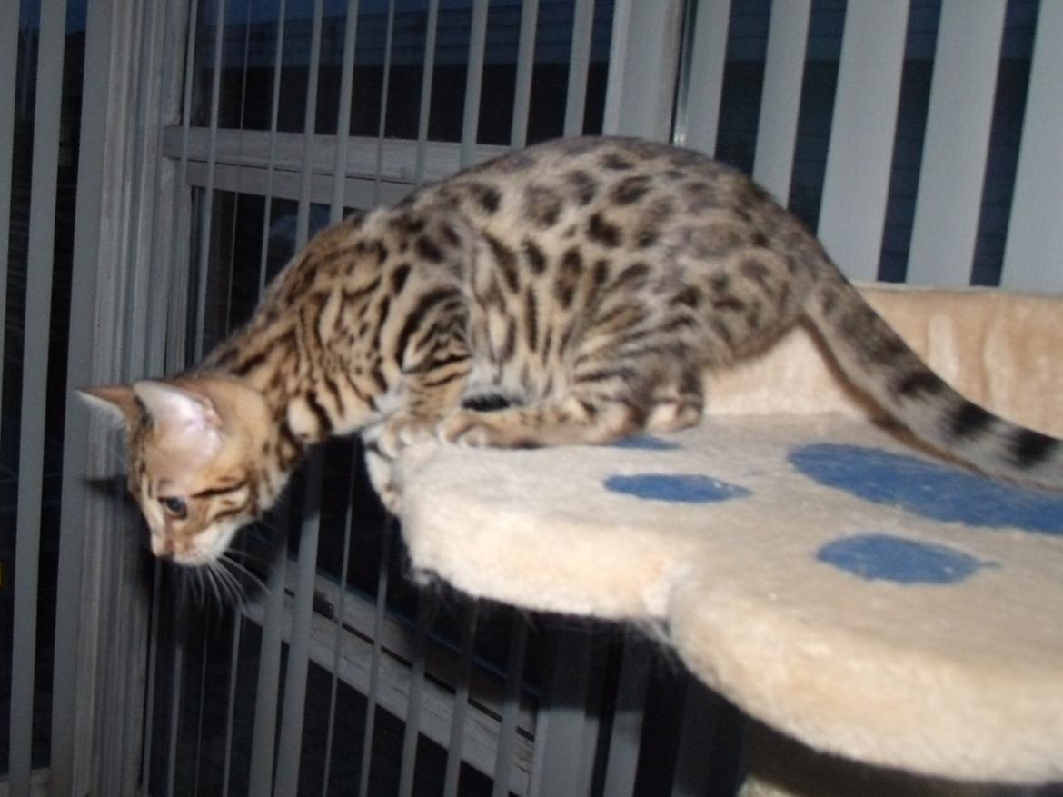 Bengal Lank`s Vanilla billede 6