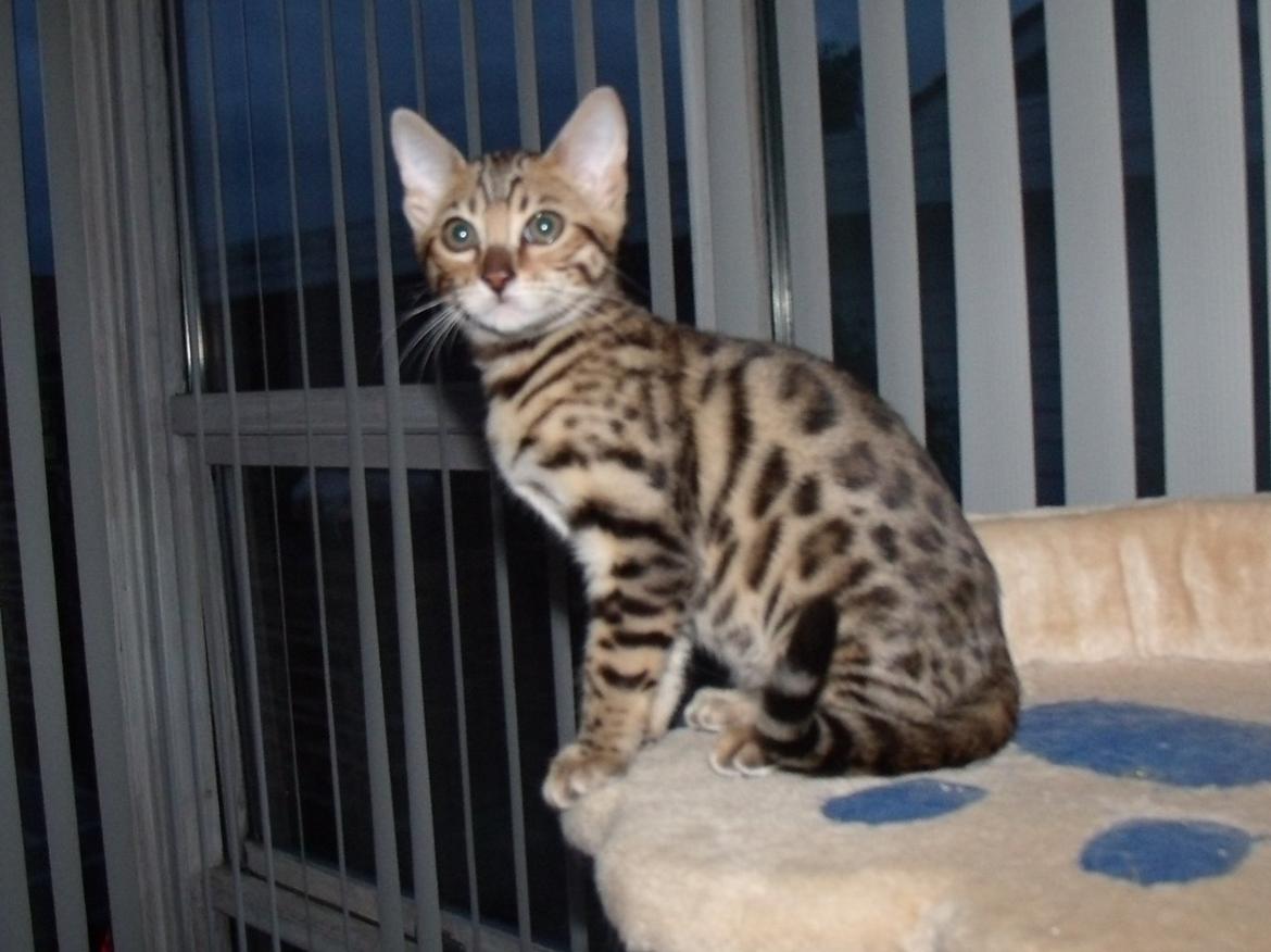 Bengal Lank`s Vanilla billede 7