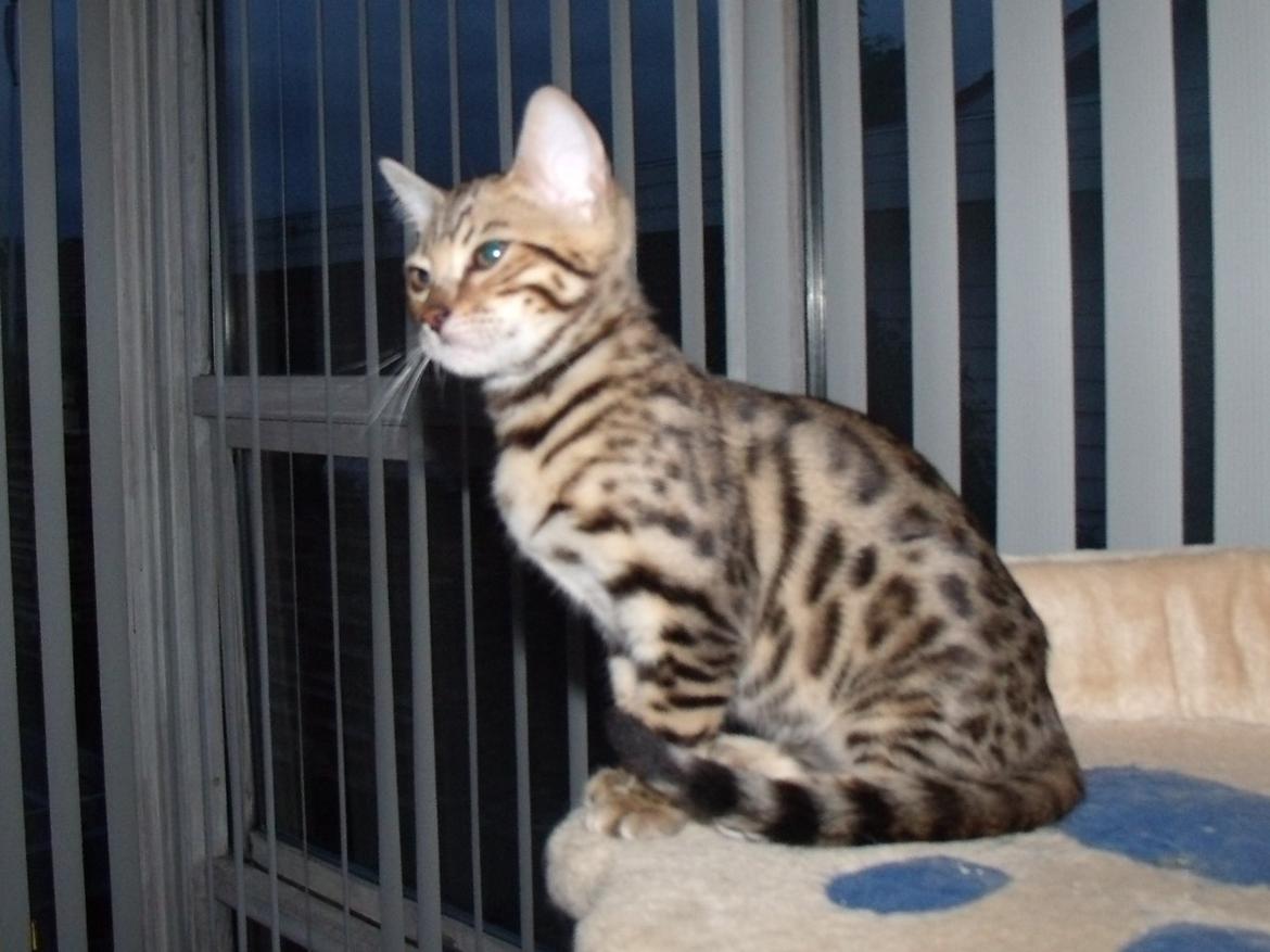 Bengal Lank`s Vanilla billede 8