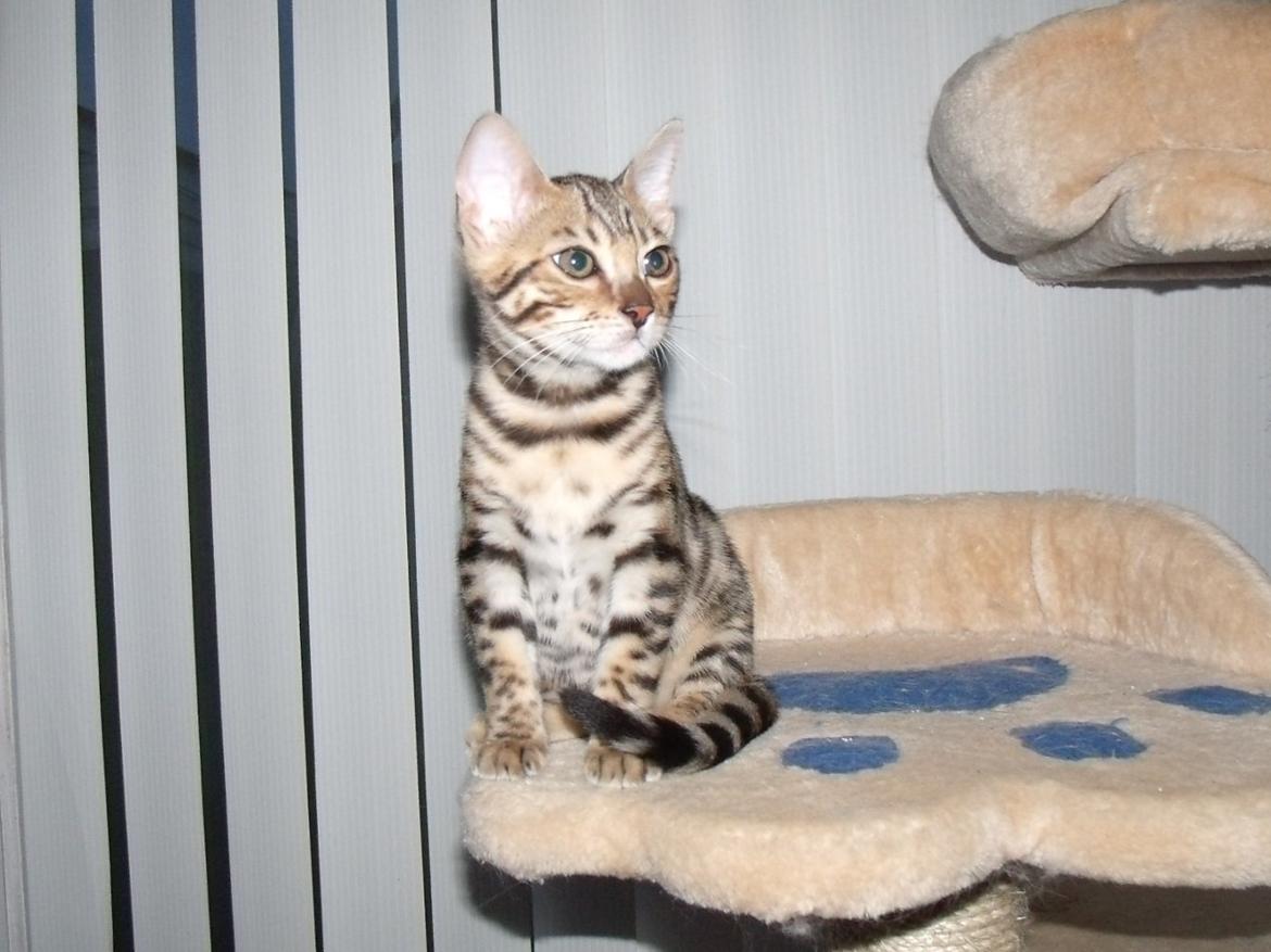 Bengal Lank`s Vanilla billede 9