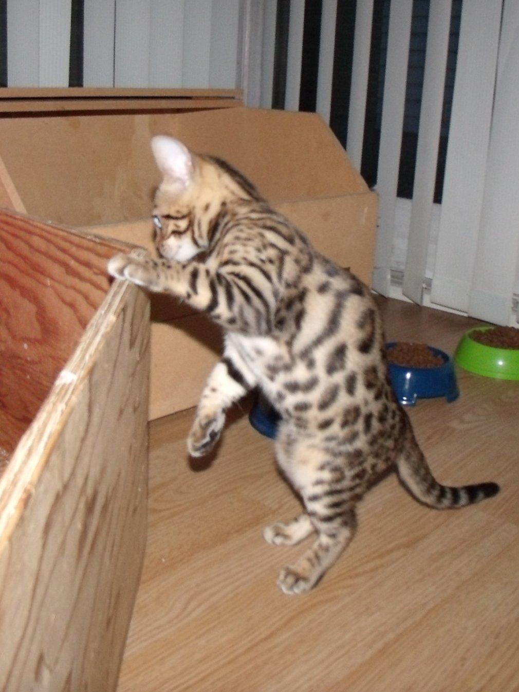 Bengal Lank`s Vanilla billede 10