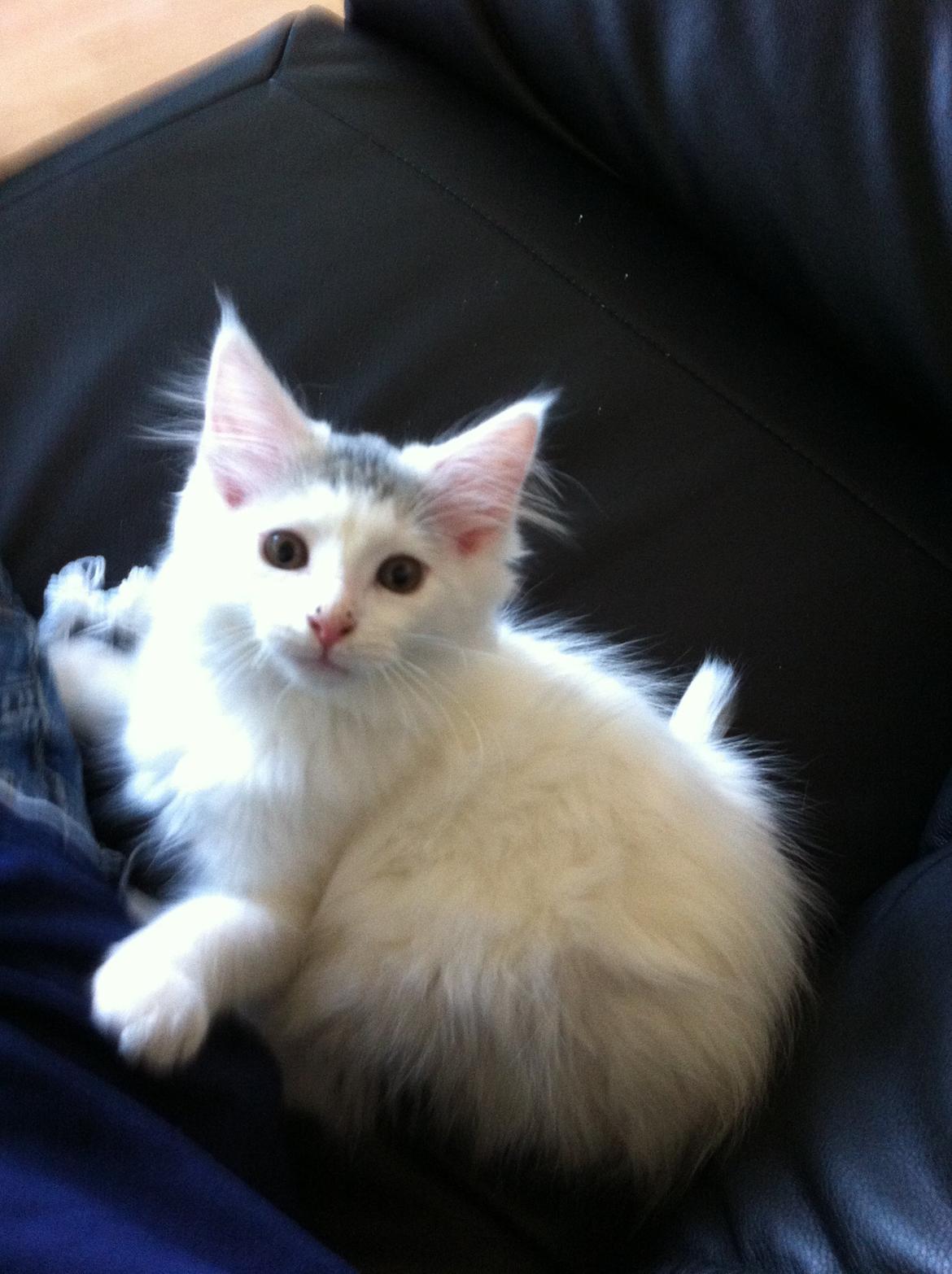 Maine Coon bettemis billede 1