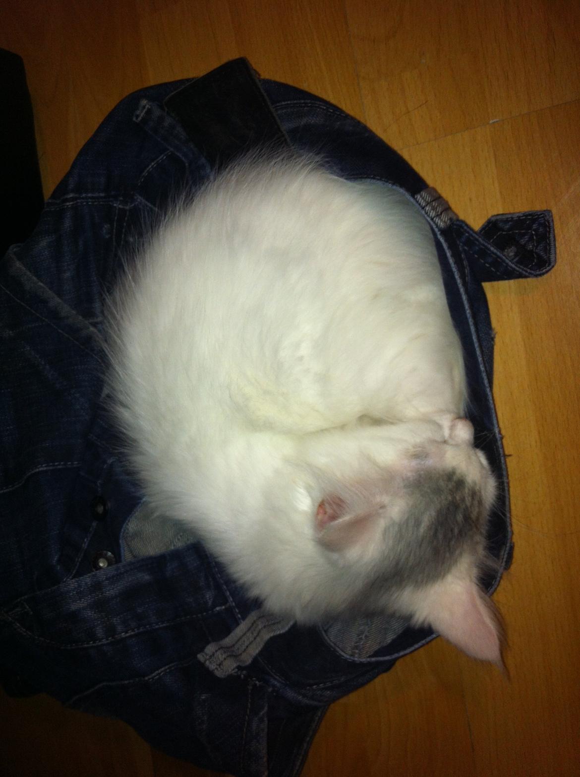 Maine Coon bettemis billede 2