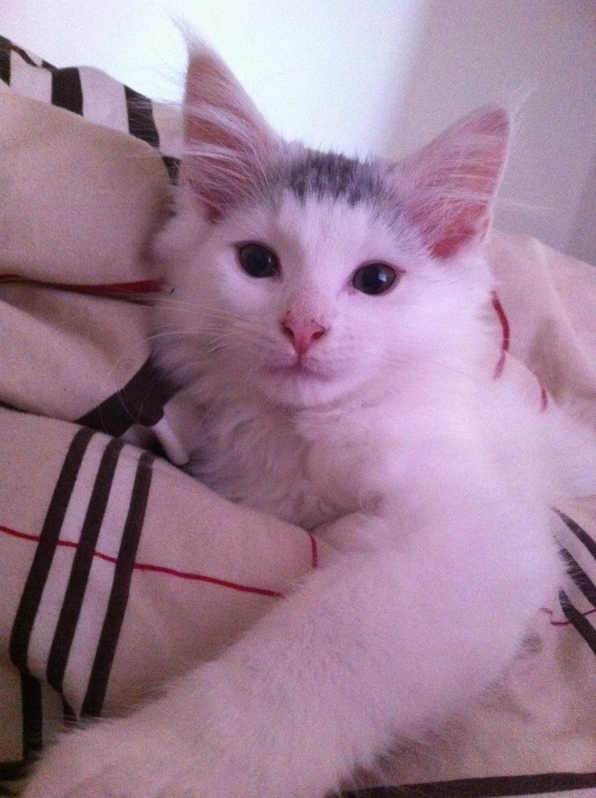 Maine Coon bettemis billede 3