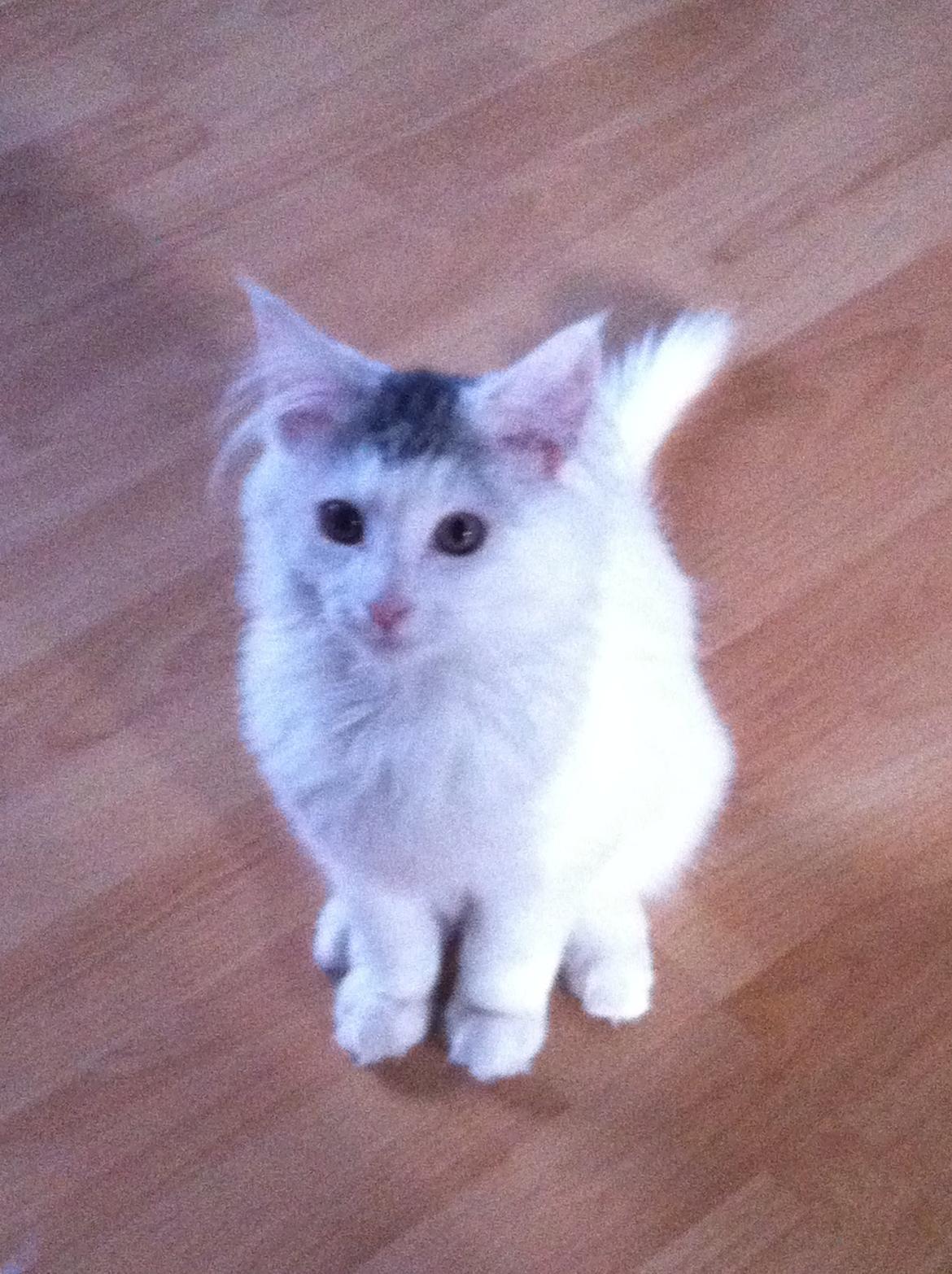 Maine Coon bettemis billede 4