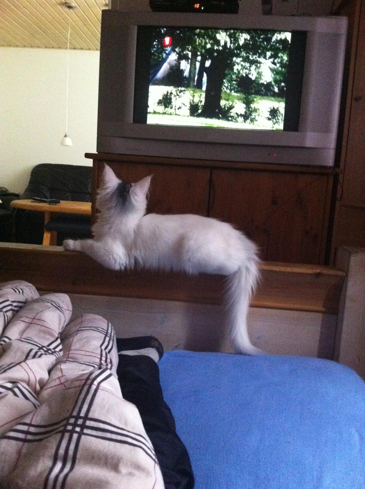 Maine Coon bettemis billede 5