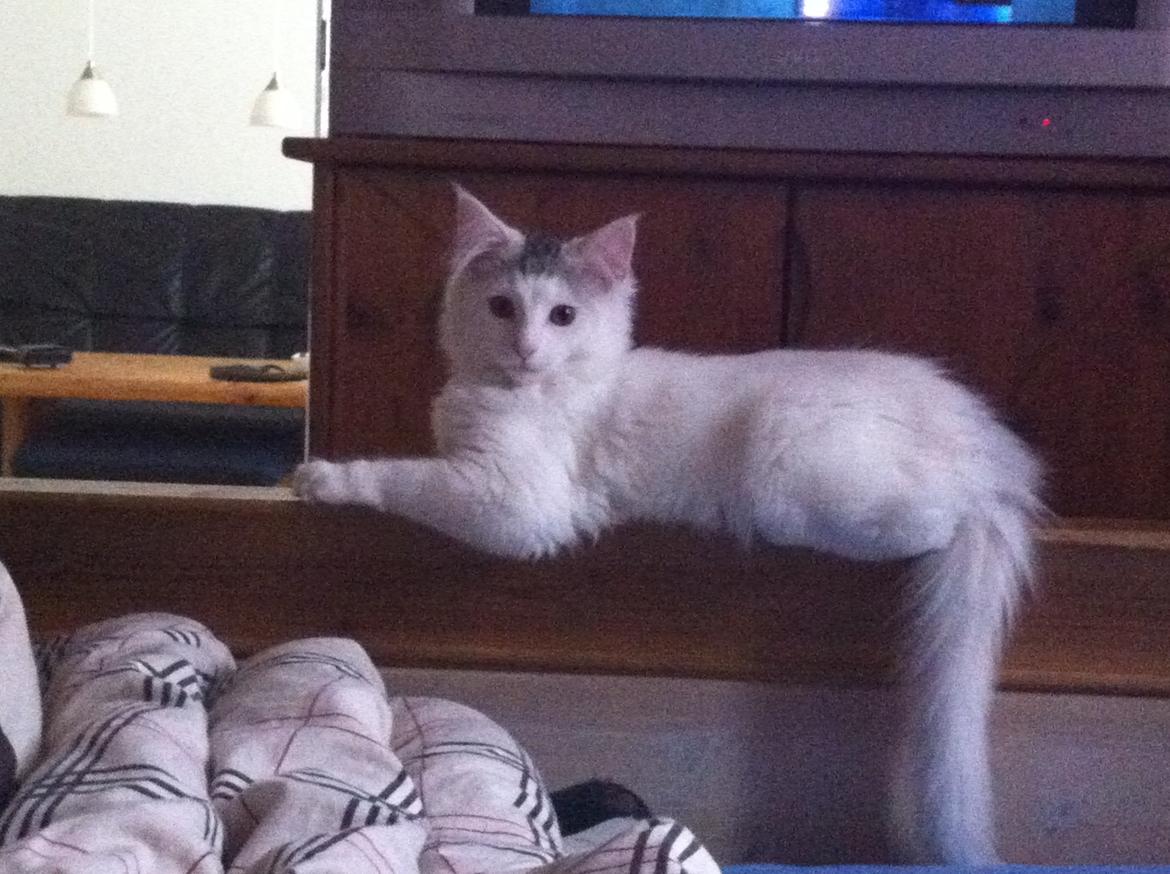 Maine Coon bettemis billede 6