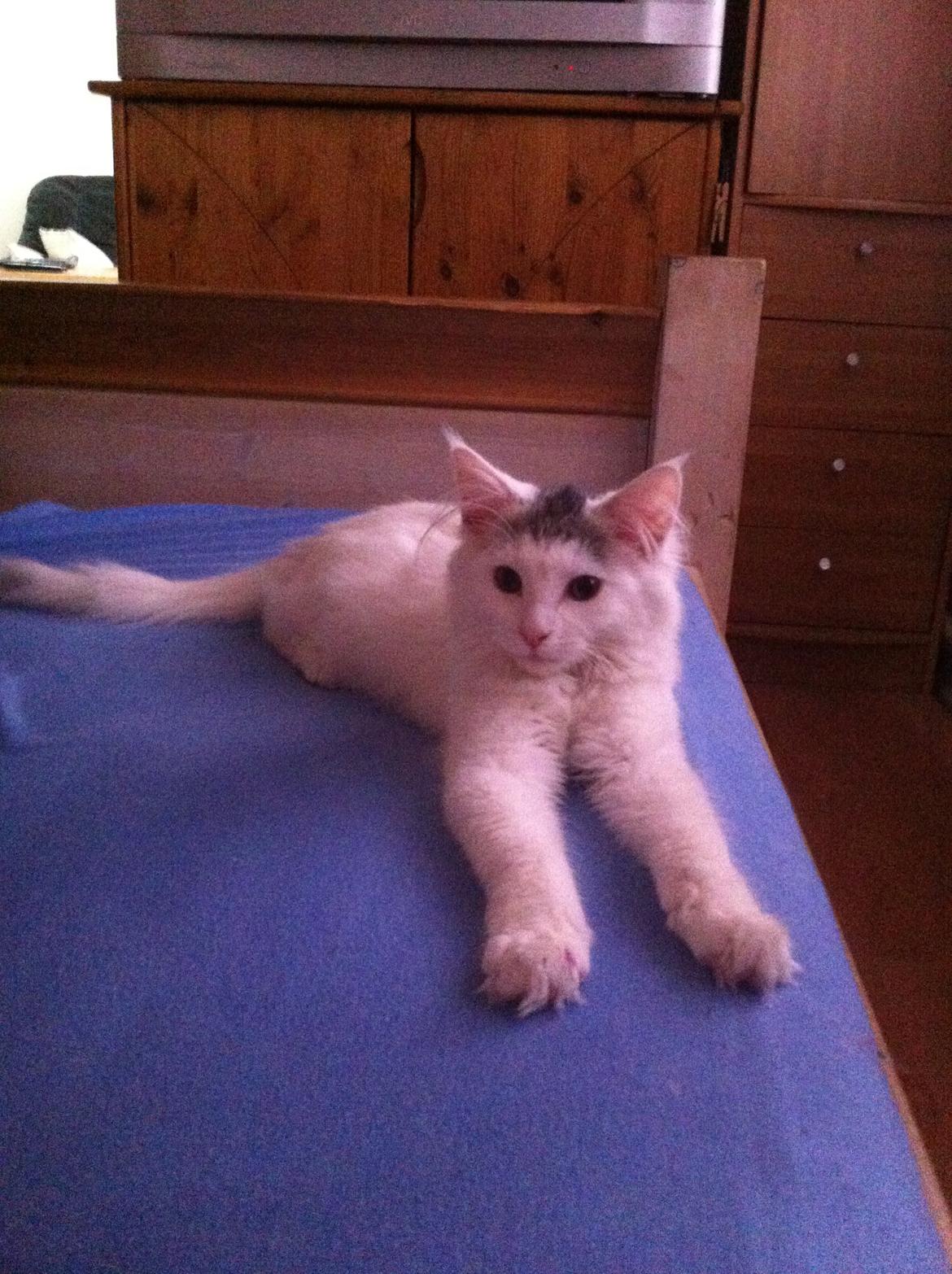 Maine Coon bettemis billede 7