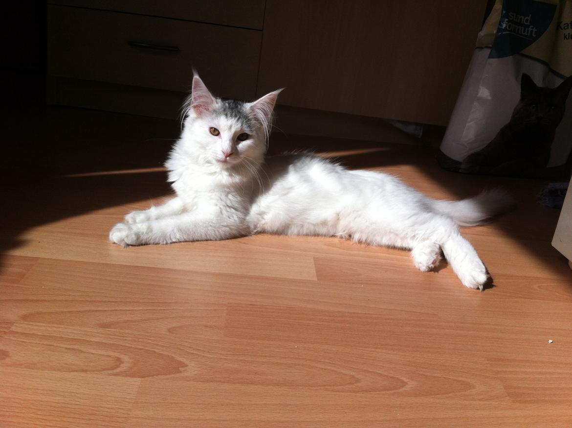 Maine Coon bettemis billede 8