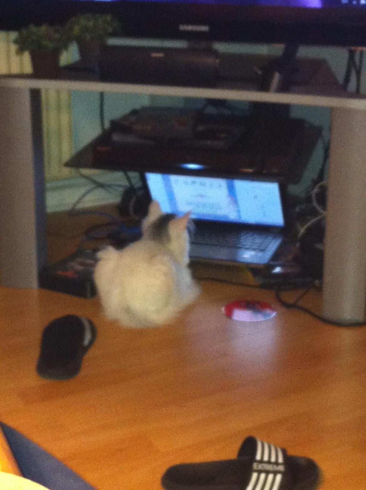 Maine Coon bettemis billede 9