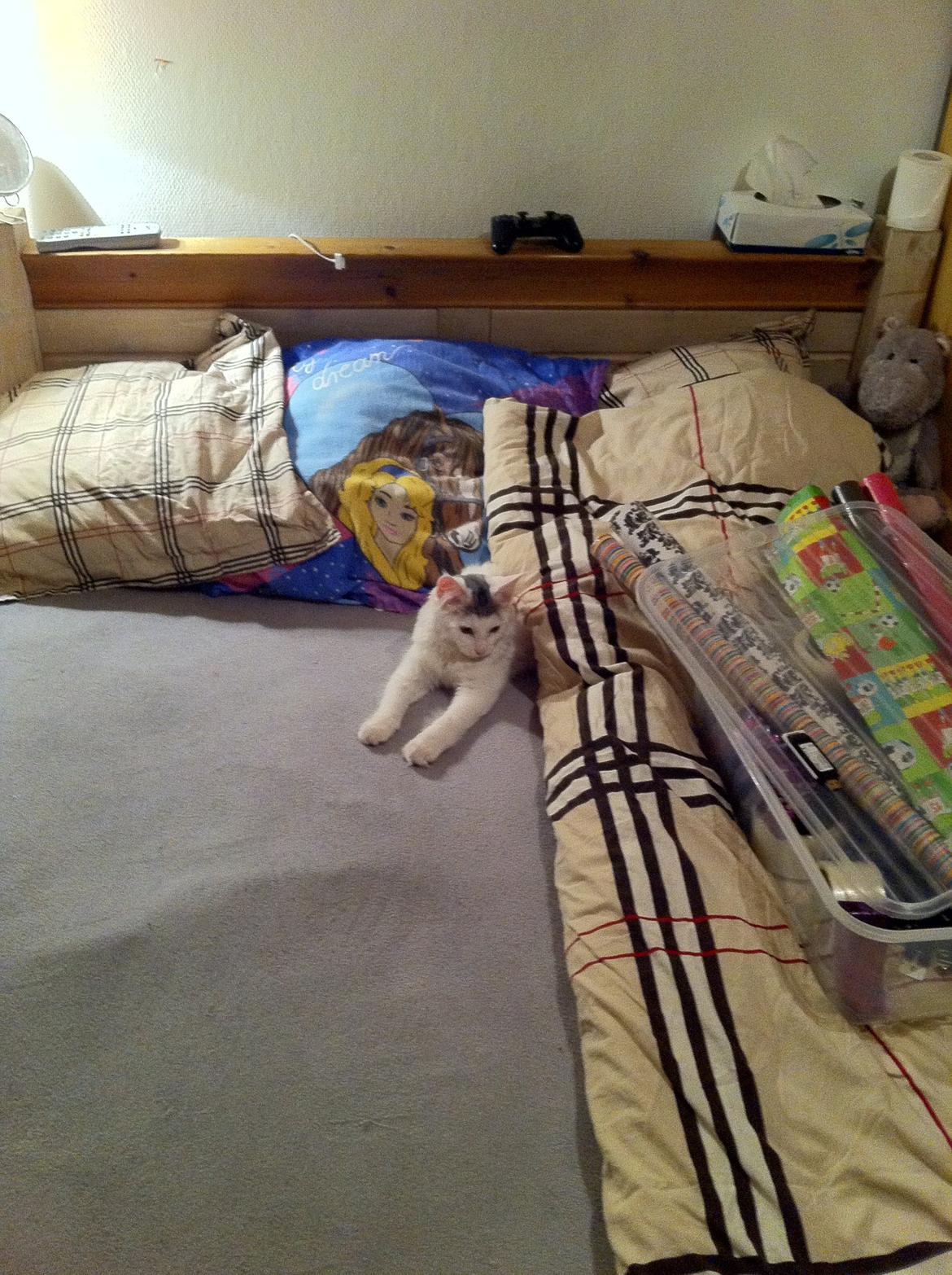 Maine Coon bettemis billede 10