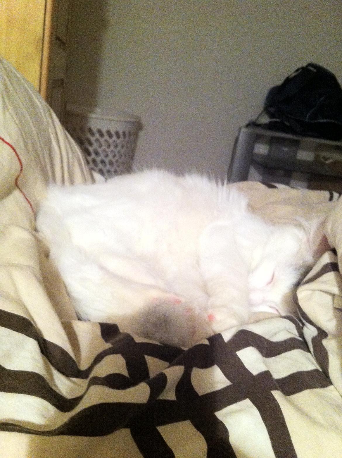 Maine Coon bettemis billede 11