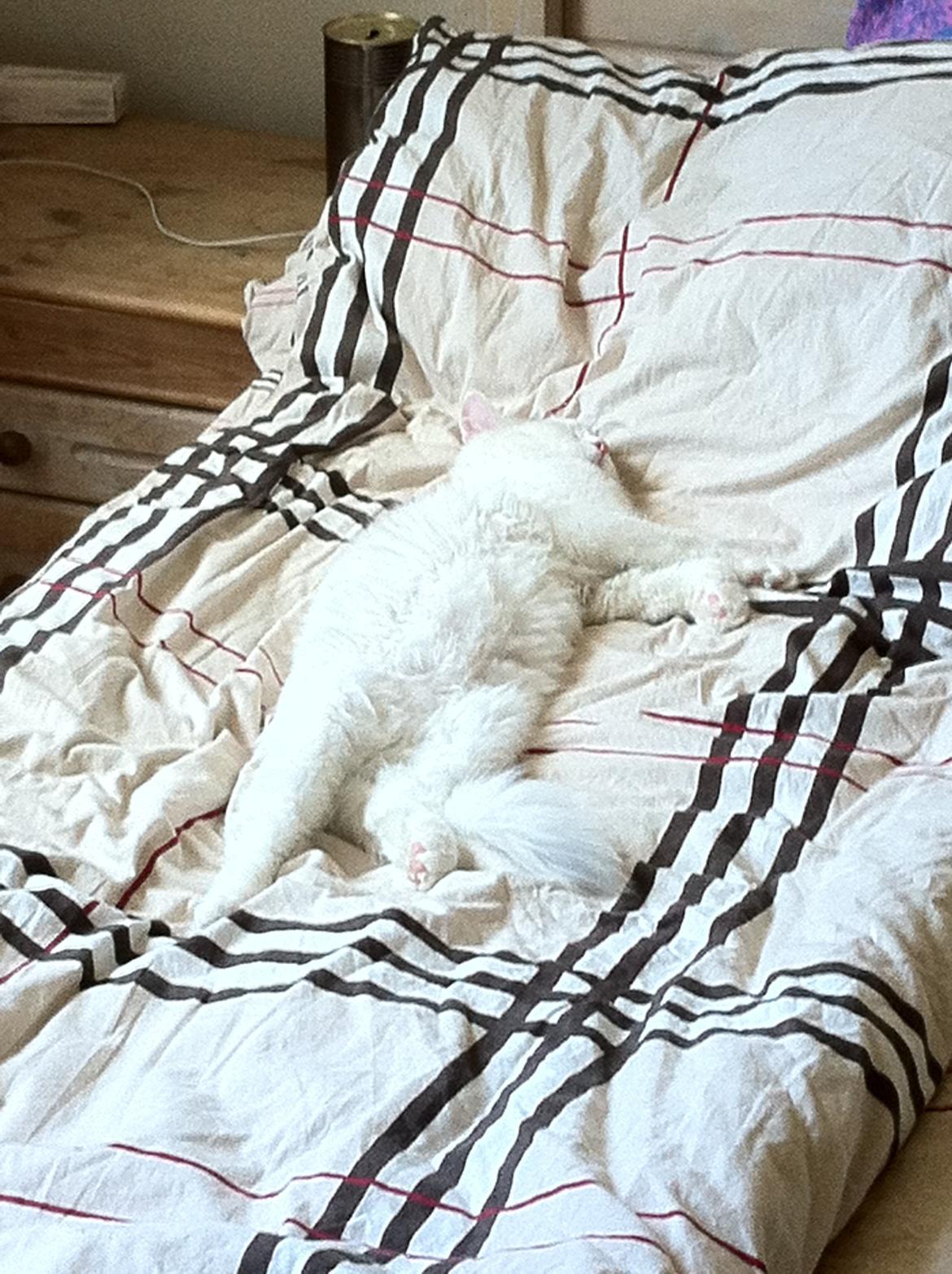 Maine Coon bettemis billede 12