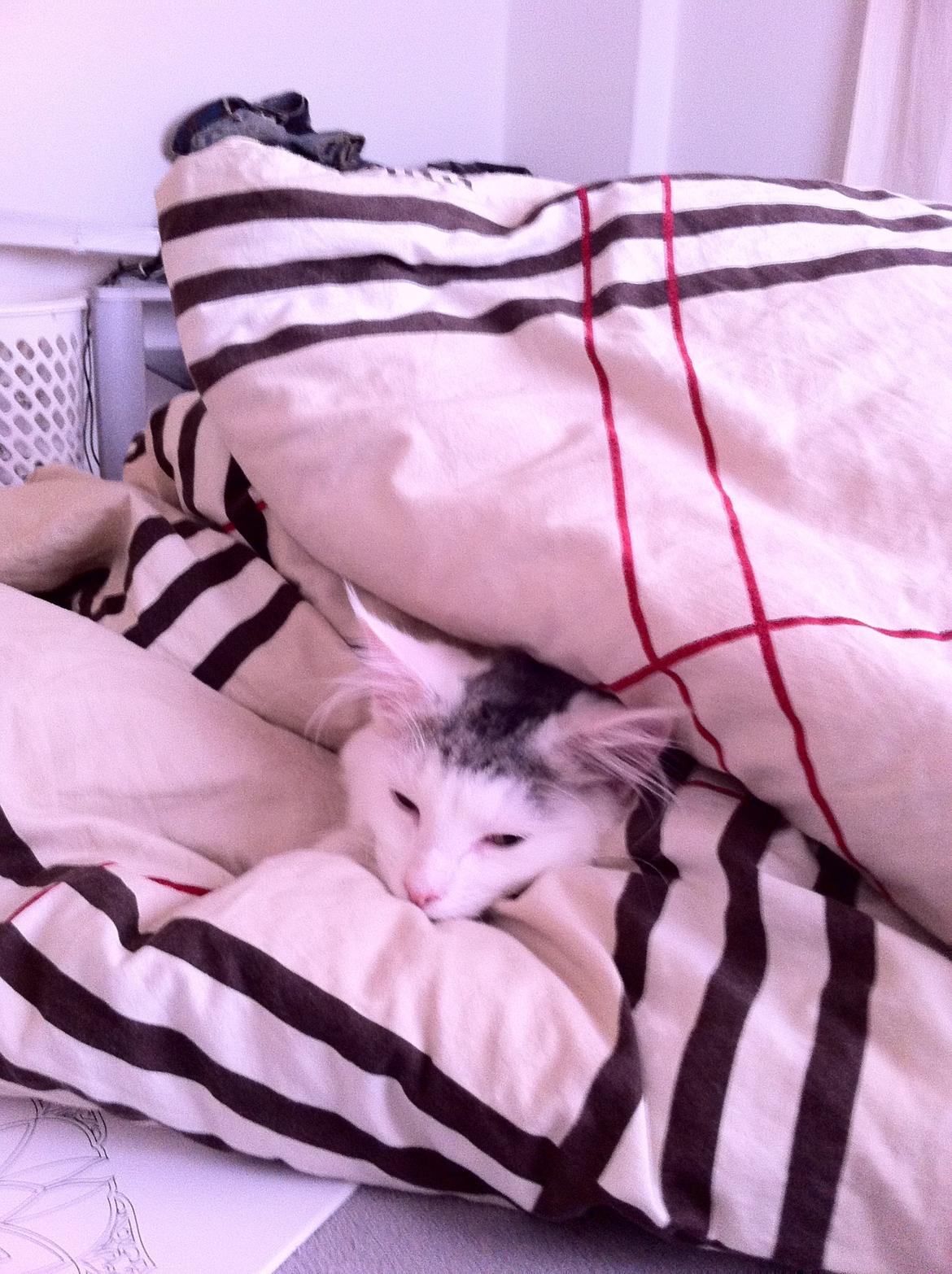 Maine Coon bettemis billede 13