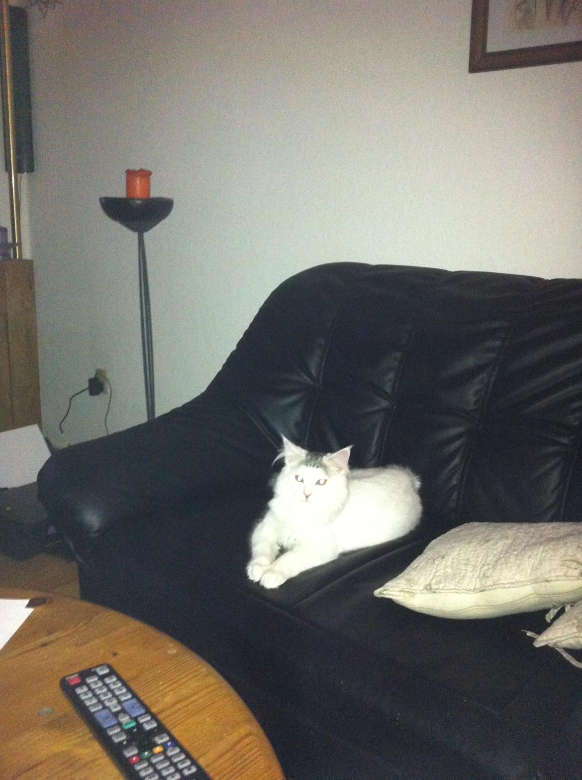 Maine Coon bettemis billede 14