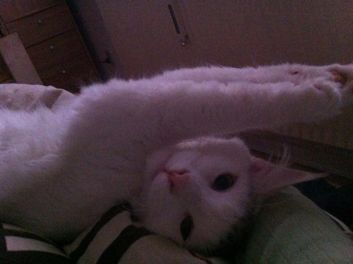 Maine Coon bettemis billede 15