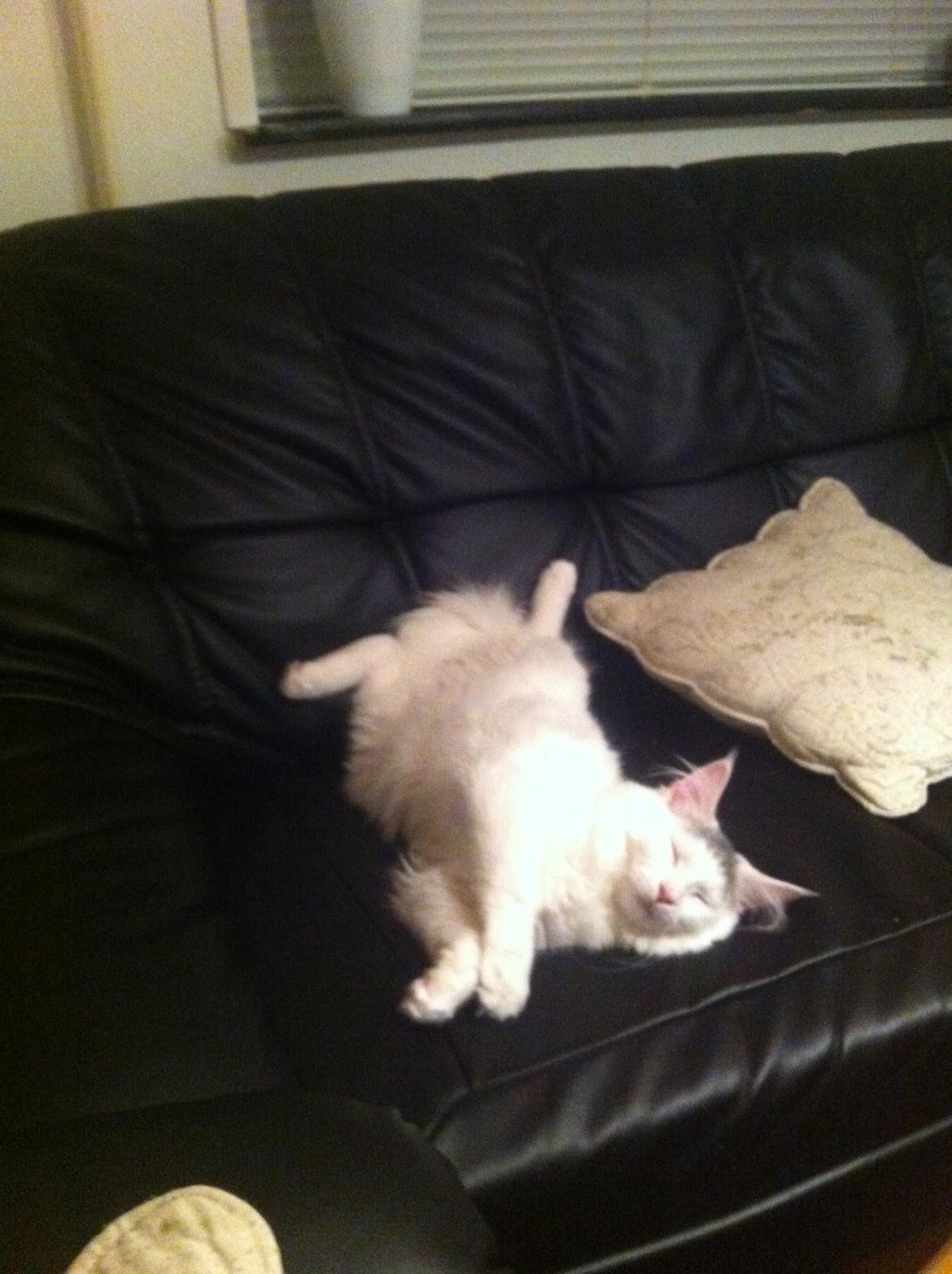 Maine Coon bettemis billede 16