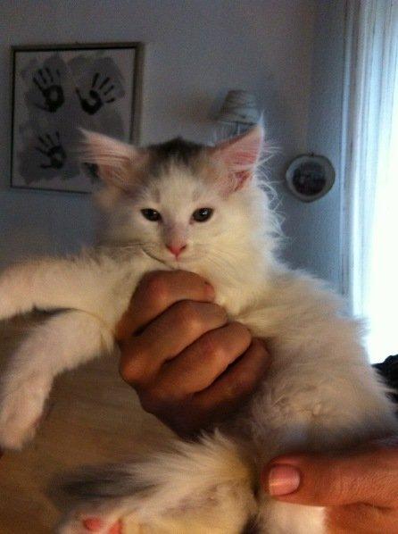 Maine Coon bettemis billede 17