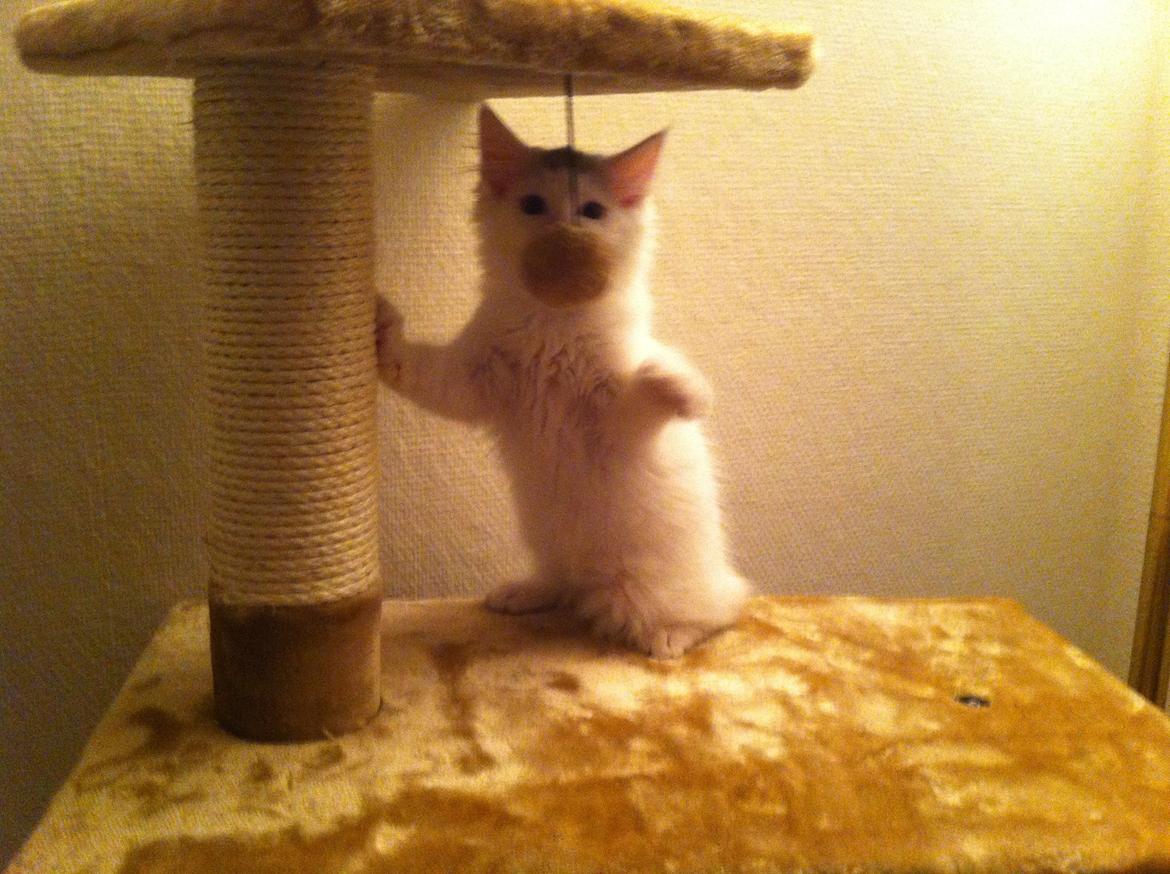 Maine Coon bettemis billede 18