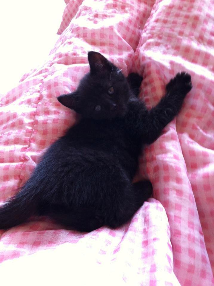 Blanding af racer Batman - Meget lille billede 2