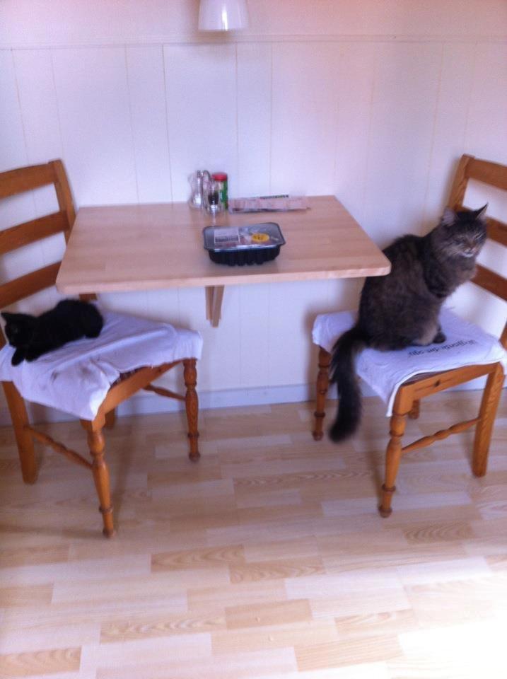 Blanding af racer Batman - Batman og hans bedste ven Ludvig. (Min mors norske skov kat) billede 4