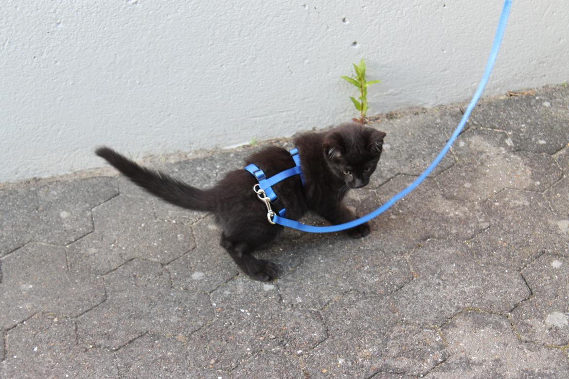 Blanding af racer Batman - På tur i haven billede 5