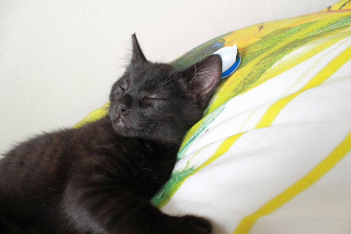 Blanding af racer Batman billede 6