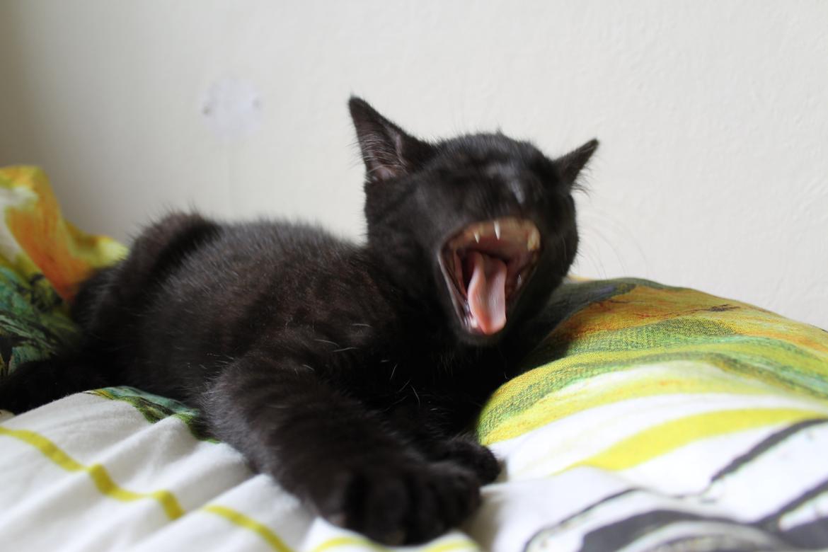 Blanding af racer Batman billede 7