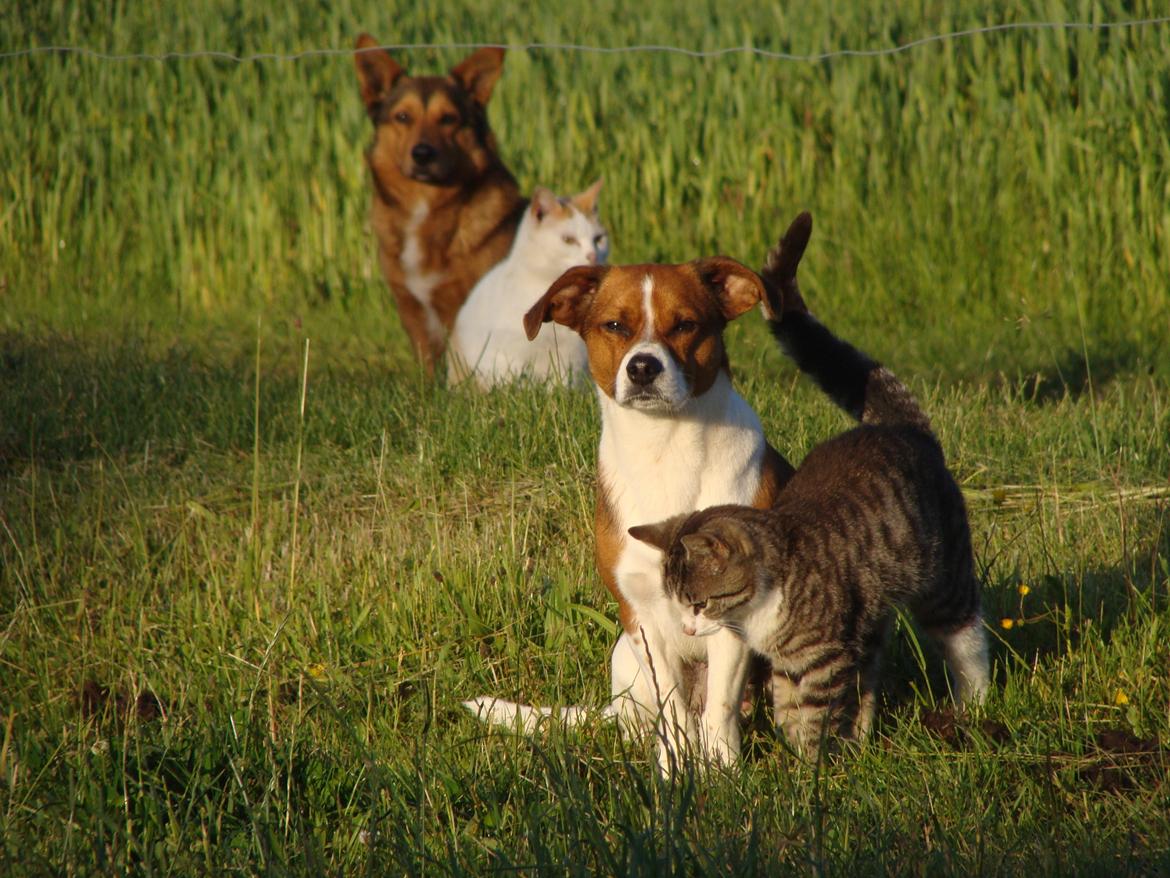 Huskat Harley billede 16