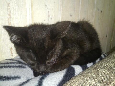 Blanding af racer Mowgli billede 5