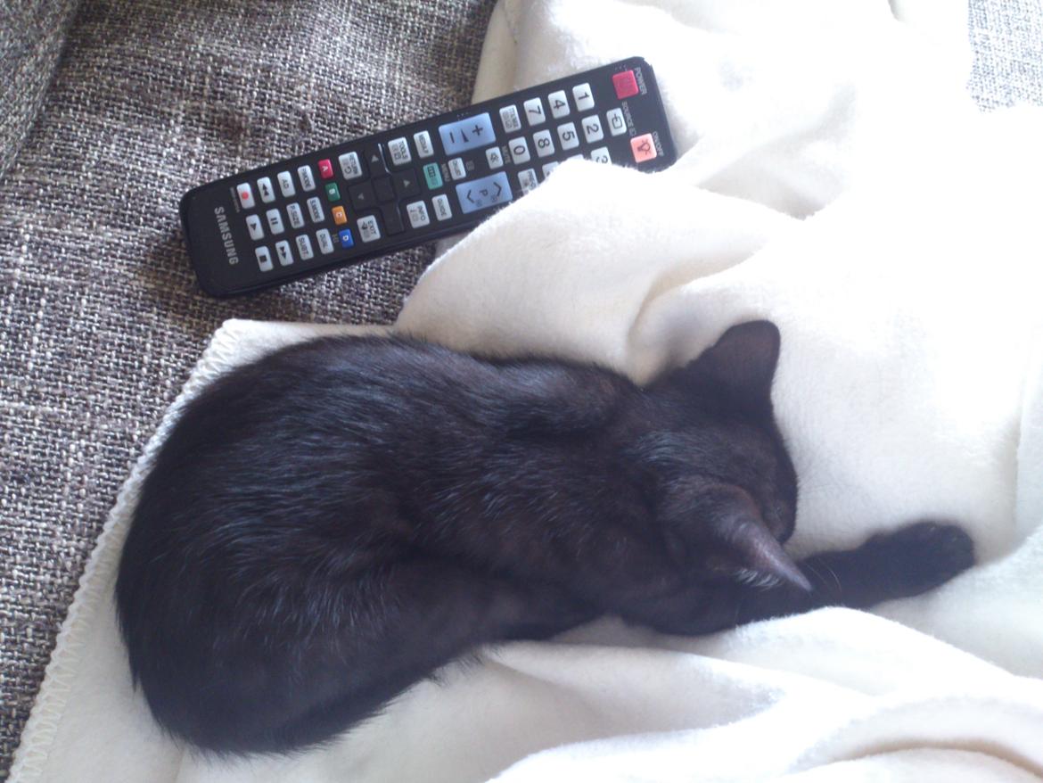 Blanding af racer Mowgli billede 8