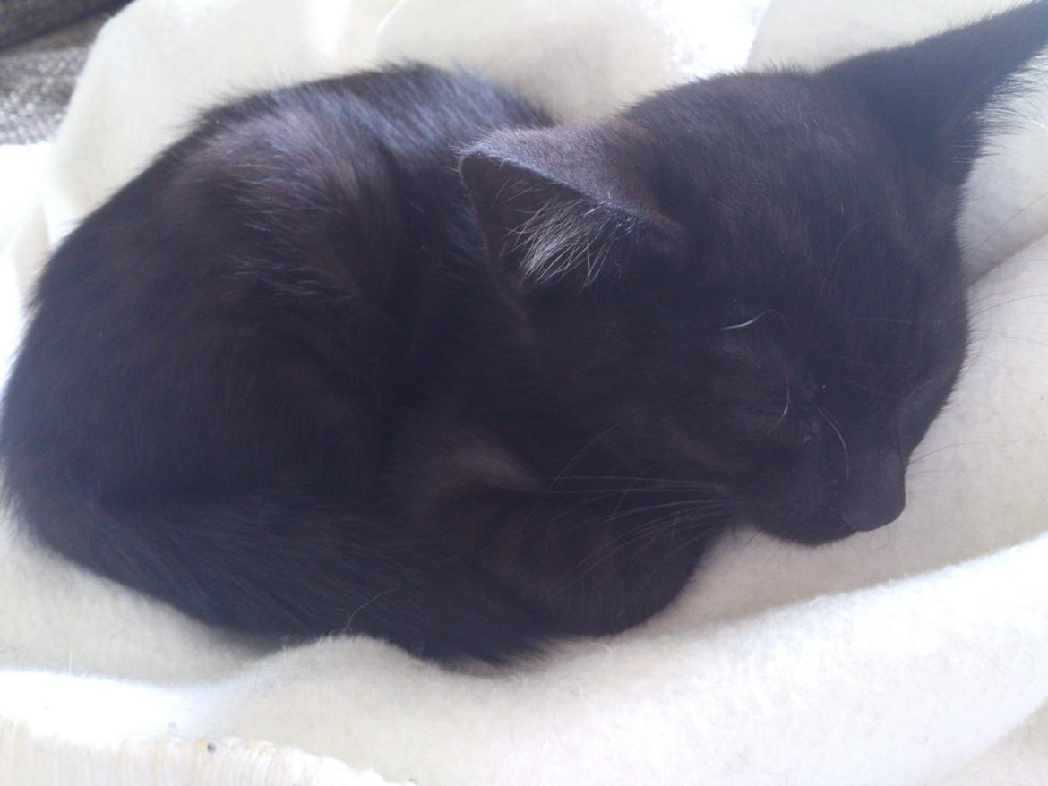 Blanding af racer Mowgli billede 9