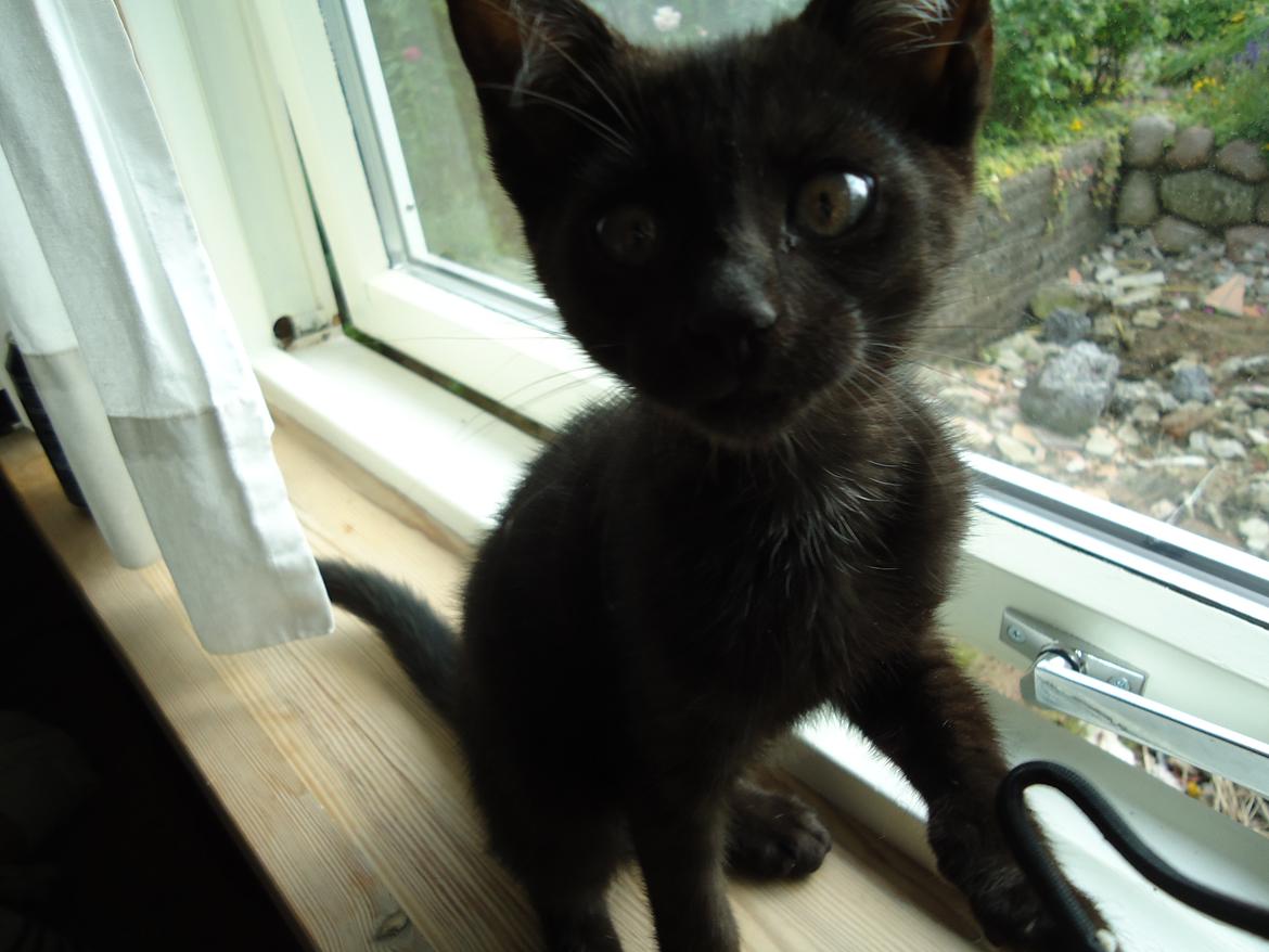 Blanding af racer Mowgli billede 10