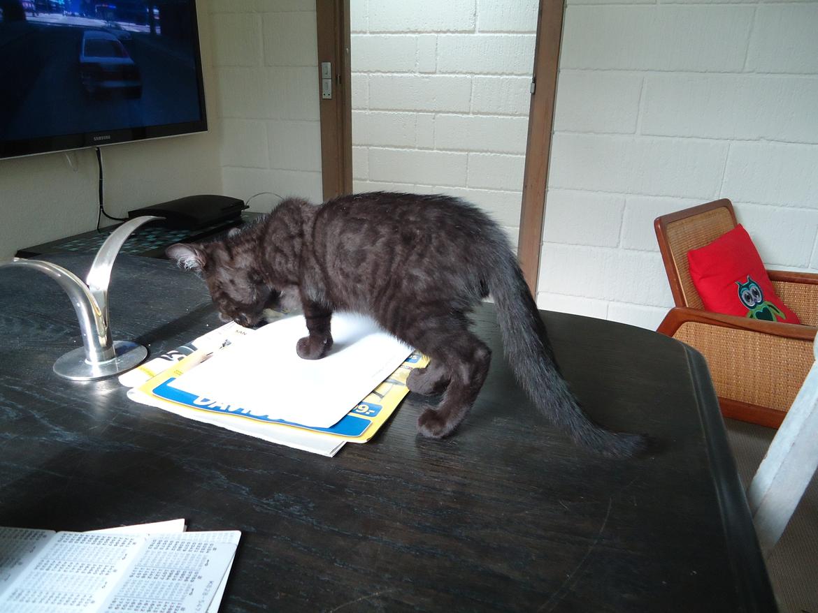 Blanding af racer Mowgli billede 11