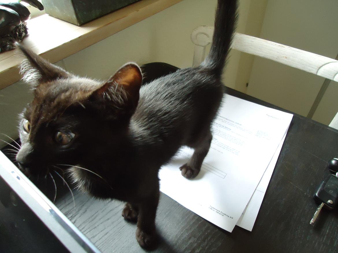 Blanding af racer Mowgli billede 12