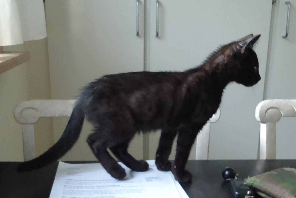 Blanding af racer Mowgli billede 13