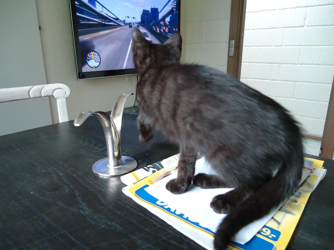 Blanding af racer Mowgli billede 14