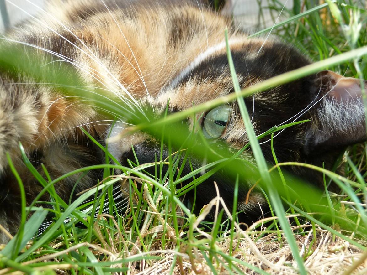 Huskat Alexandra billede 3