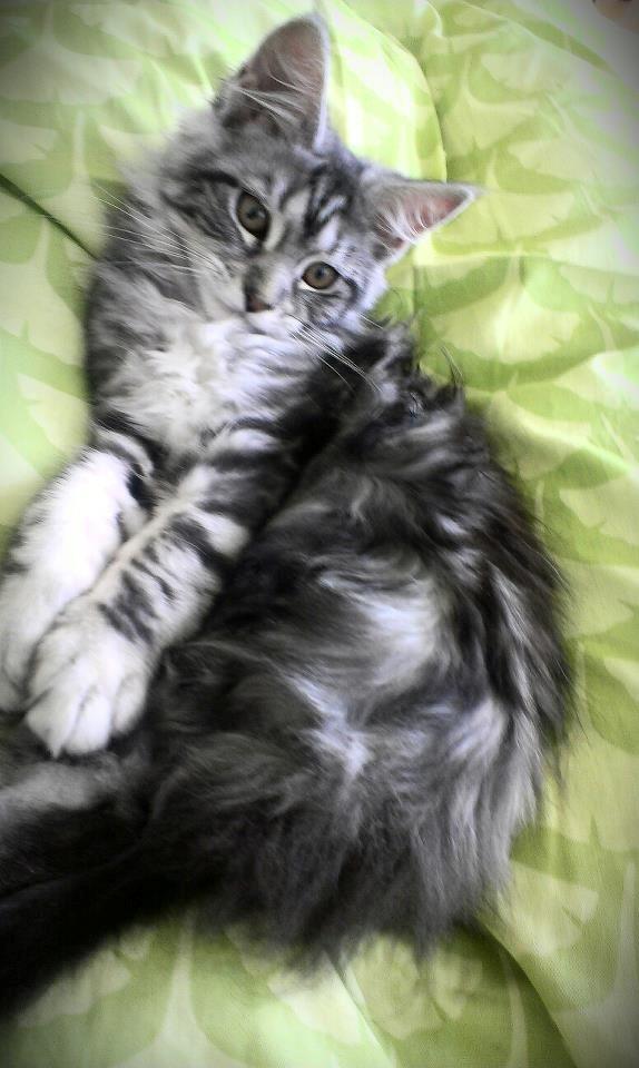 Maine Coon chili billede 10